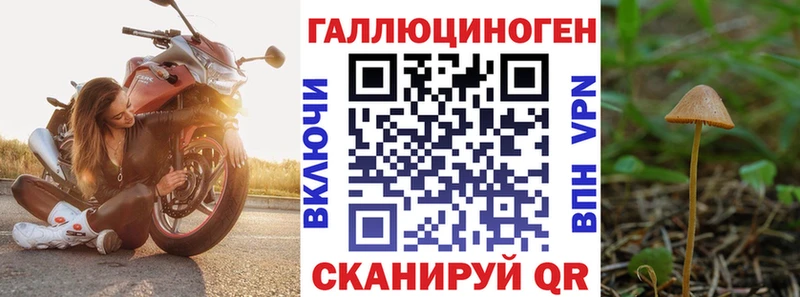 Галлюциногенные грибы Psilocybe  как найти   Городище 